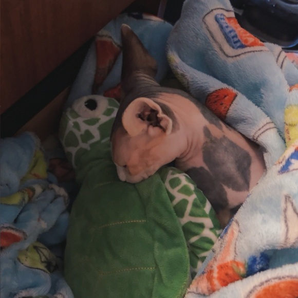 Hi! I’m Sav, and welcome! - Picture 6 of 11